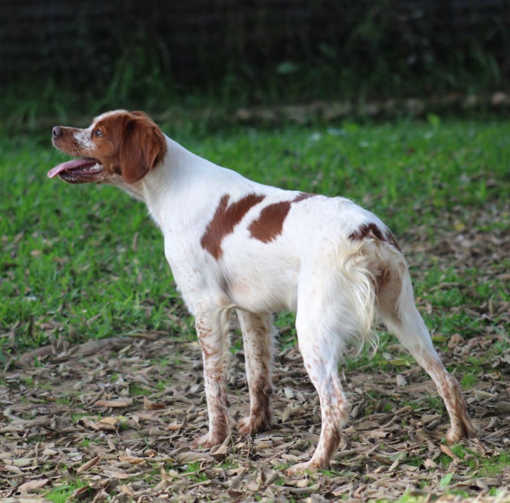 Neska De Los Majadales