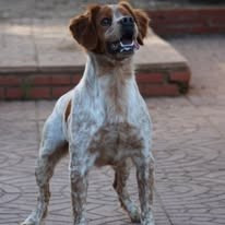 Dax De Los Majadales