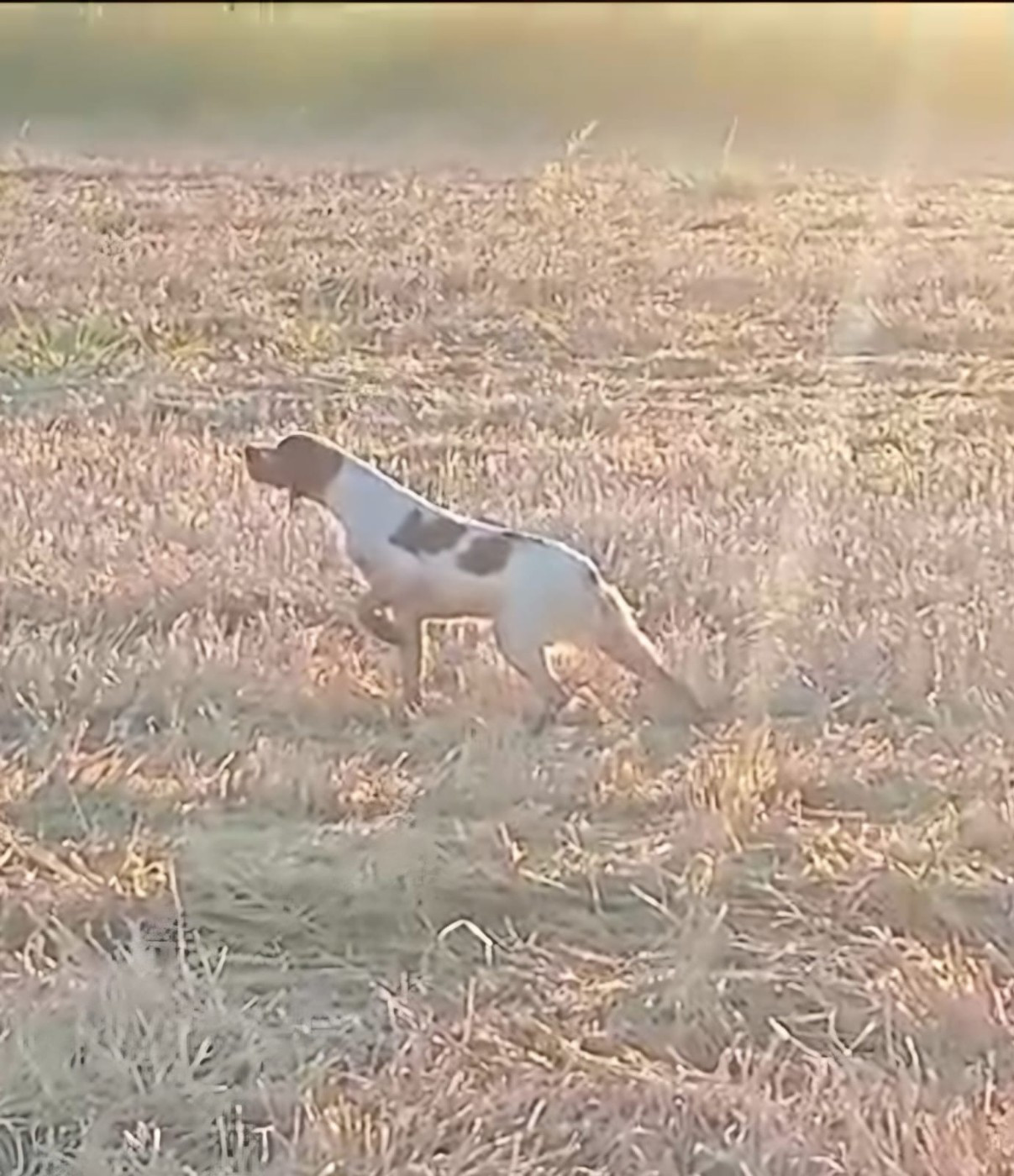 Neska De Los Majadales