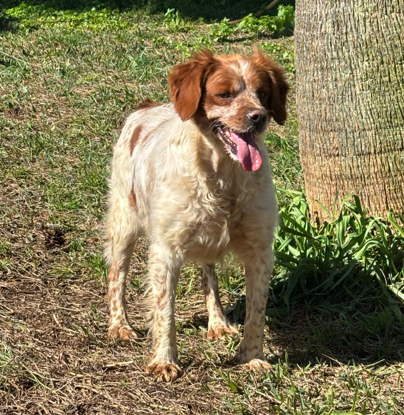 Triana De Los Majadales