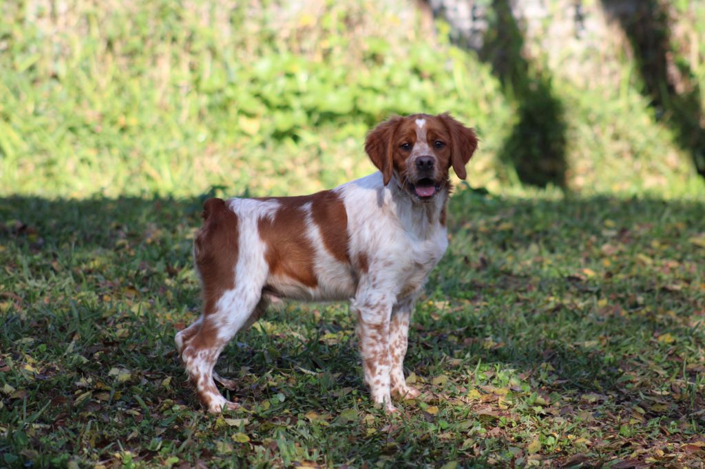 Yambo  De Los Majadales