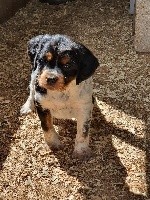 CHIOT